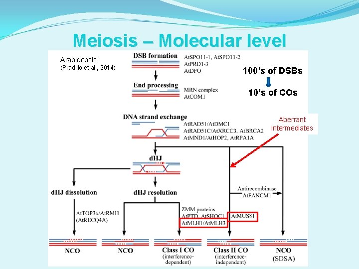 Meiosis – Molecular level Arabidopsis (Pradillo et al. , 2014) 100’s of DSBs 10’s