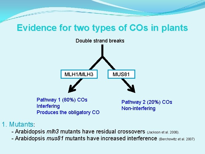 Evidence for two types of COs in plants Double strand breaks MLH 1/MLH 3