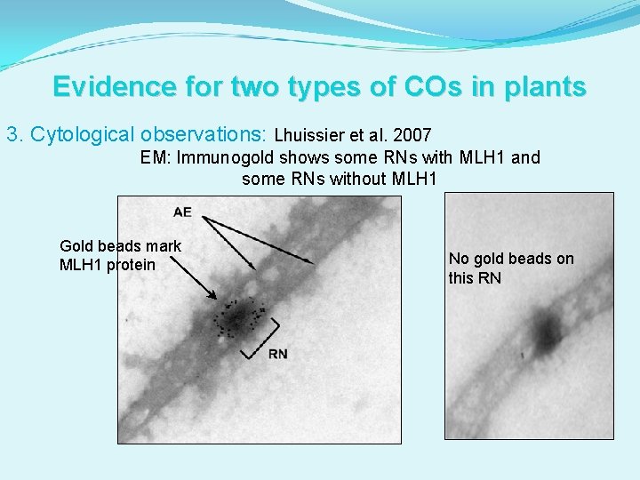 Evidence for two types of COs in plants 3. Cytological observations: Lhuissier et al.