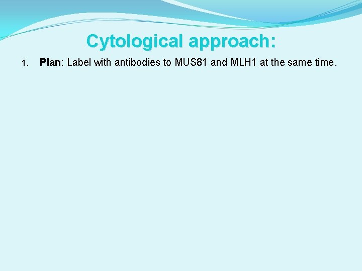 Cytological approach: 1. Plan: Label with antibodies to MUS 81 and MLH 1 at