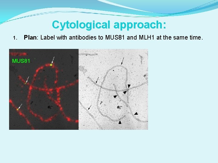 Cytological approach: 1. Plan: Label with antibodies to MUS 81 and MLH 1 at