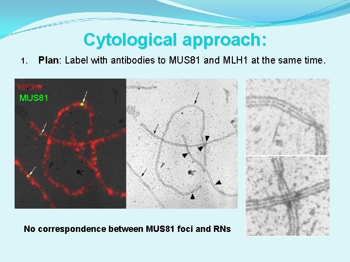 Cytological approach: 1. Plan: Label with antibodies to MUS 81 and MLH 1 at