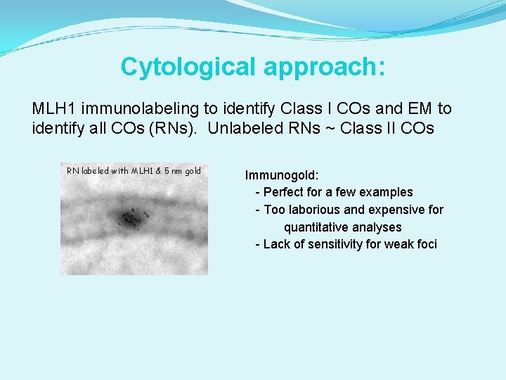 Cytological approach: MLH 1 immunolabeling to identify Class I COs and EM to identify