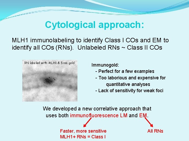 Cytological approach: MLH 1 immunolabeling to identify Class I COs and EM to identify