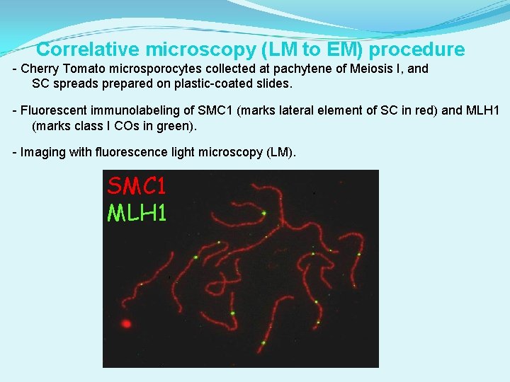 Correlative microscopy (LM to EM) procedure - Cherry Tomato microsporocytes collected at pachytene of