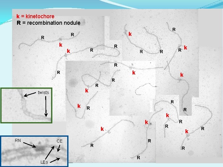 k = kinetochore R = recombination nodule k k k k twists k k