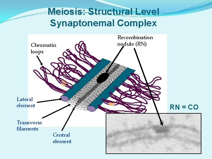 Meiosis: Structural Level Synaptonemal Complex Chromatin loops Lateral element Transverse filaments Recombination nodule (RN)