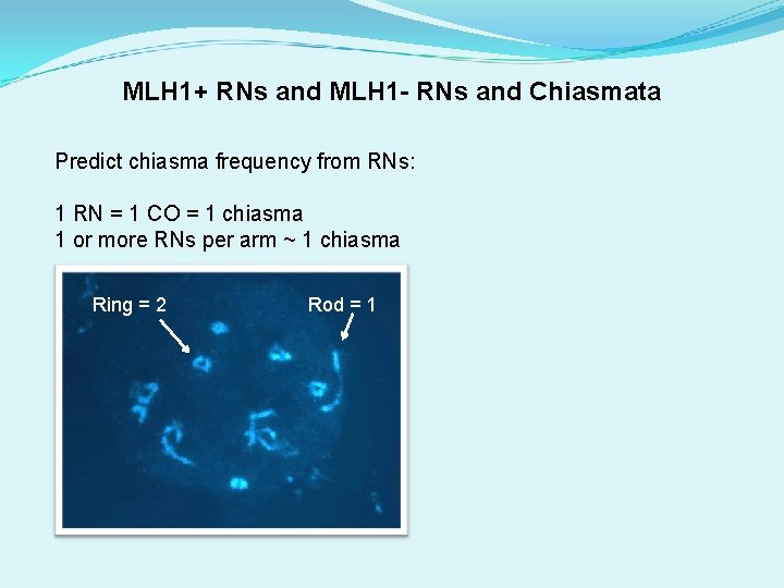 MLH 1+ RNs and MLH 1 - RNs and Chiasmata Predict chiasma frequency from