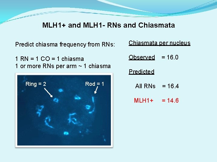 MLH 1+ and MLH 1 - RNs and Chiasmata Predict chiasma frequency from RNs: