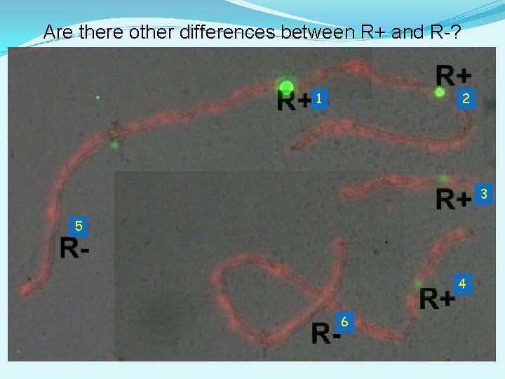 Are there other differences between R+ and R-? 1 2 3 5 4 6