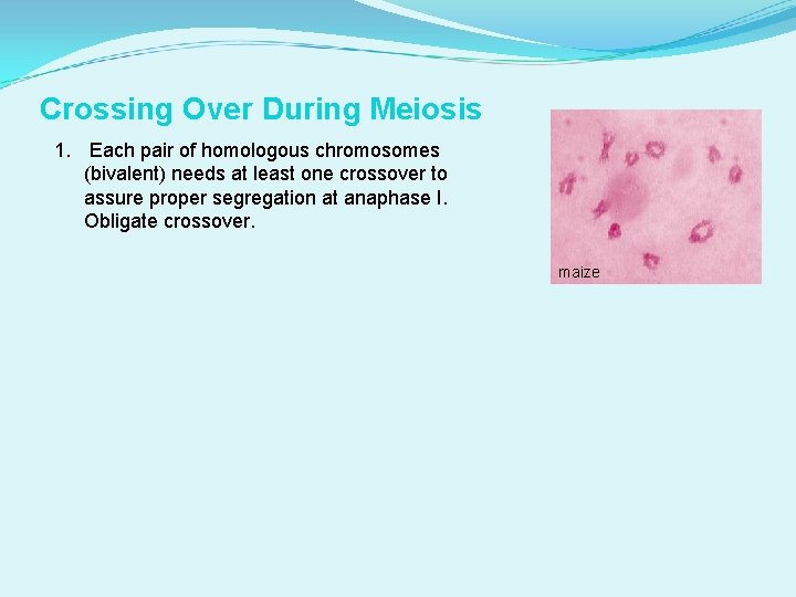 Crossing Over During Meiosis 1. Each pair of homologous chromosomes (bivalent) needs at least