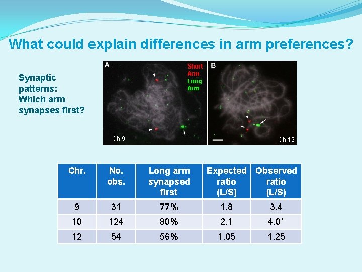 What could explain differences in arm preferences? Short Arm Long Arm Synaptic patterns: Which