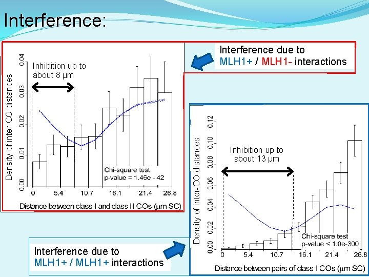 Interference due to MLH 1+ / MLH 1 - interactions Inhibition up to about