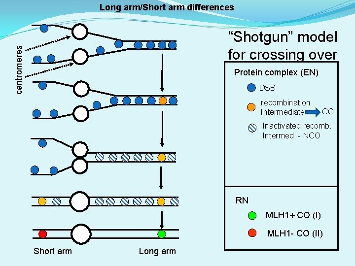 Long arm/Short arm differences centromeres “Shotgun” model for crossing over Protein complex (EN) DSB