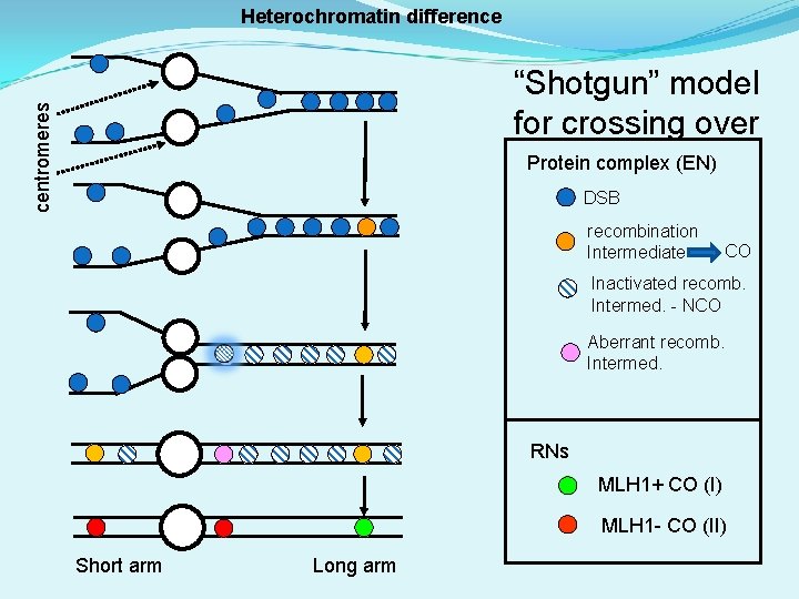 Heterochromatin difference centromeres “Shotgun” model for crossing over Protein complex (EN) DSB recombination Intermediate