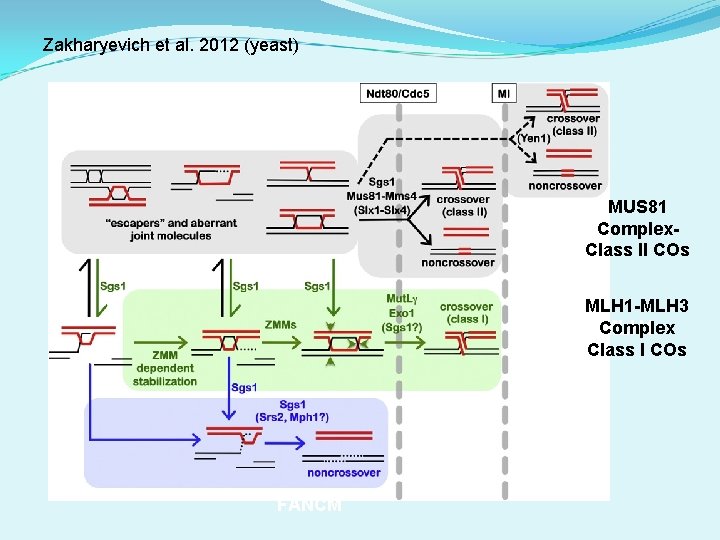 Zakharyevich et al. 2012 (yeast) MUS 81 Complex. Class II COs MLH 1 -MLH