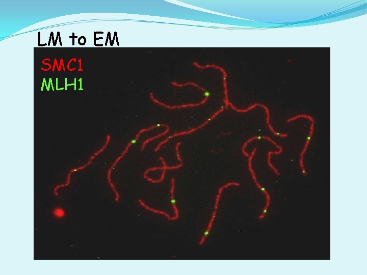 LM to EM SMC 1 MLH 1 