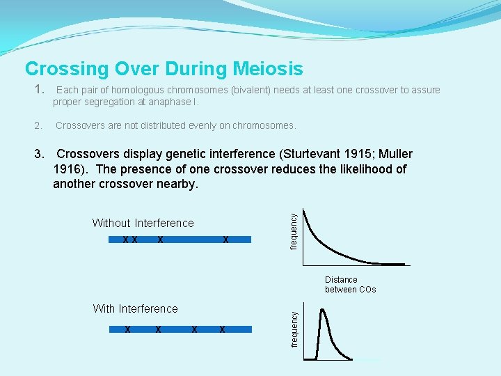 Crossing Over During Meiosis 1. Each pair of homologous chromosomes (bivalent) needs at least