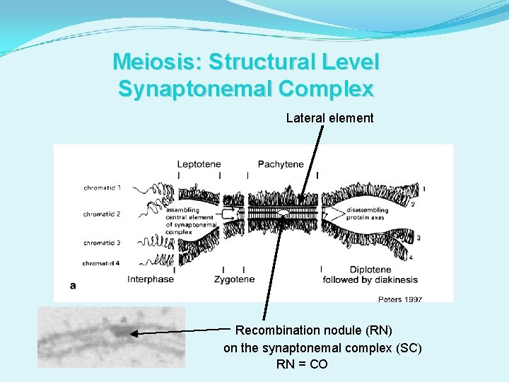 Meiosis: Structural Level Synaptonemal Complex Lateral element Recombination nodule (RN) on the synaptonemal complex