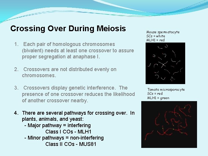 Crossing Over During Meiosis 1. Each pair of homologous chromosomes (bivalent) needs at least