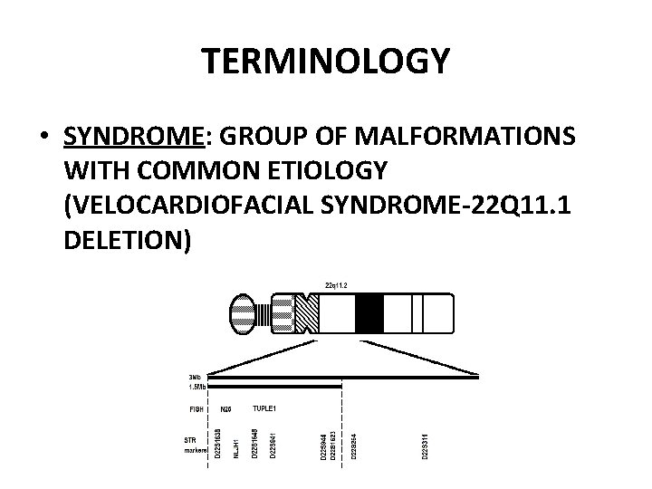 TERMINOLOGY • SYNDROME: GROUP OF MALFORMATIONS WITH COMMON ETIOLOGY (VELOCARDIOFACIAL SYNDROME-22 Q 11. 1