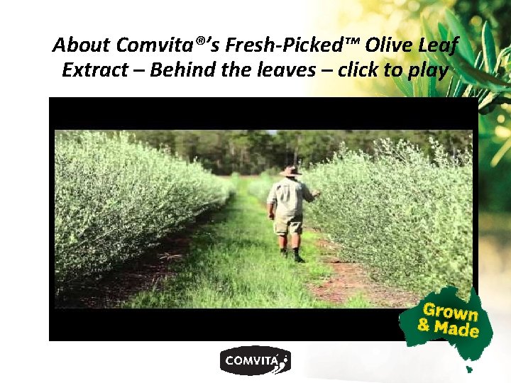 About Comvita®’s Fresh-Picked™ Olive Leaf Extract – Behind the leaves – click to play