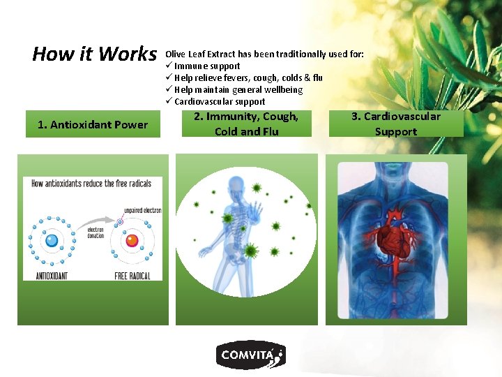 How it Works 1. Antioxidant Power Olive Leaf Extract has been traditionally used for: