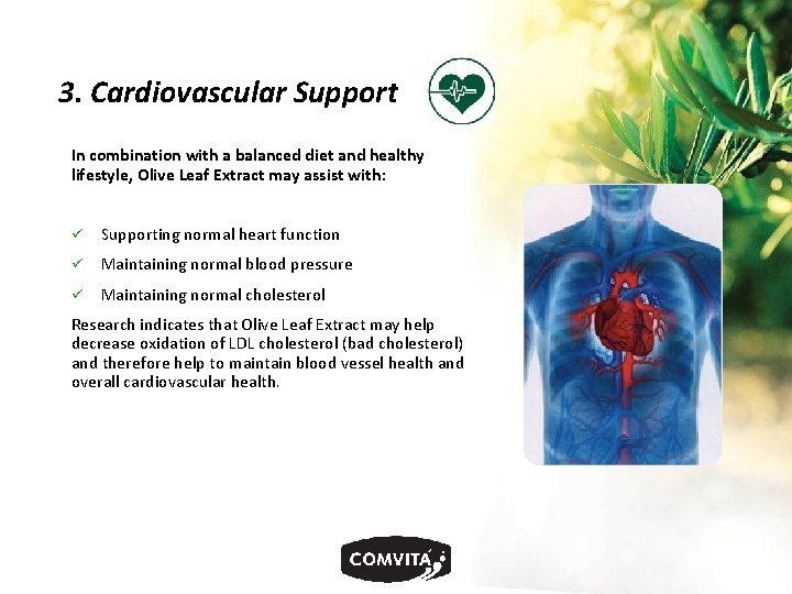 3. Cardiovascular Support In combination with a balanced diet and healthy lifestyle, Olive Leaf
