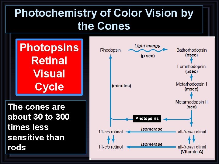 Photochemistry of Color Vision by the Cones Photopsins Retinal Visual Cycle The cones are Photochemistry of Color Vision by the Cones Photopsins Retinal Visual Cycle The cones are