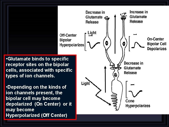• Glutamate binds to specific receptor sites on the bipolar cells, associated with • Glutamate binds to specific receptor sites on the bipolar cells, associated with