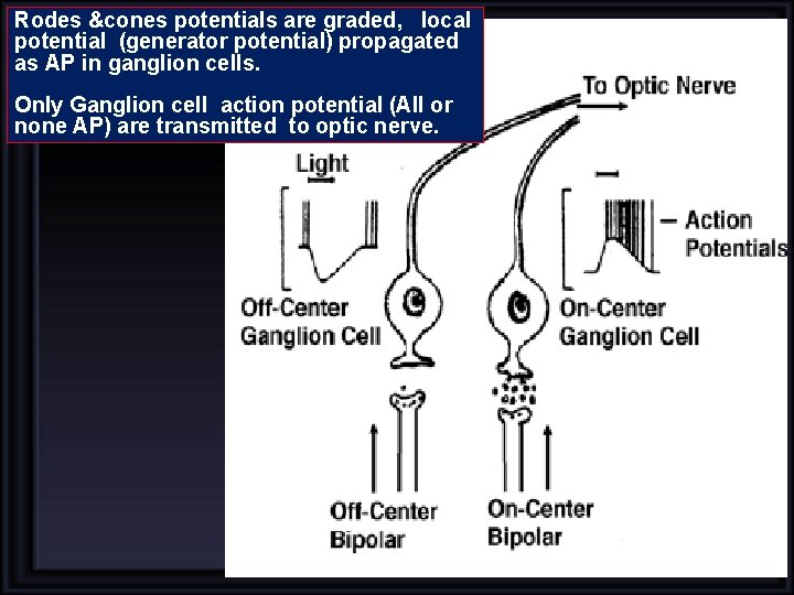 Rodes &cones potentials are graded, local potential (generator potential) propagated as AP in ganglion Rodes &cones potentials are graded, local potential (generator potential) propagated as AP in ganglion