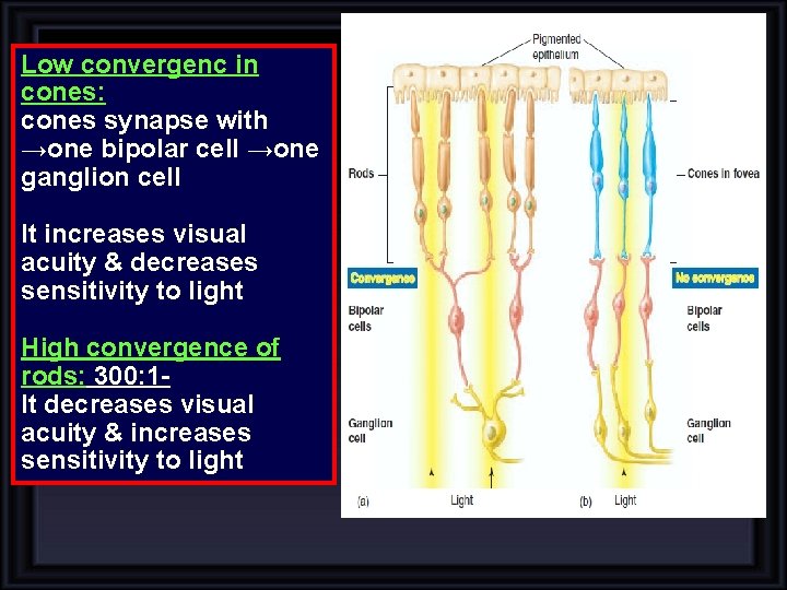 Low convergenc in cones: cones synapse with →one bipolar cell →one ganglion cell It Low convergenc in cones: cones synapse with →one bipolar cell →one ganglion cell It