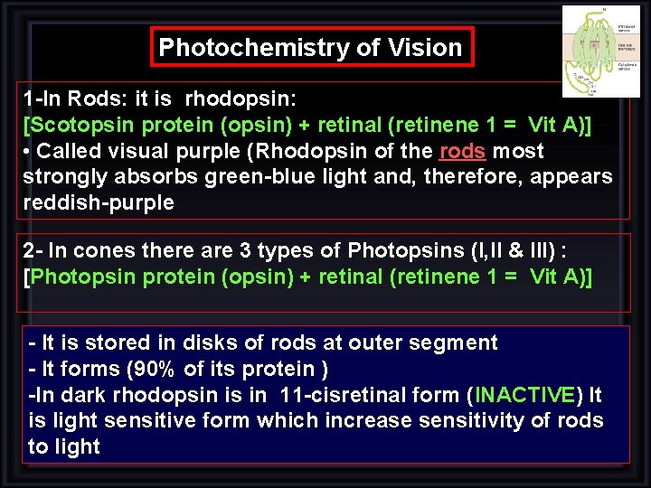 Photochemistry of Vision 1 -In Rods: it is rhodopsin: [Scotopsin protein (opsin) + retinal Photochemistry of Vision 1 -In Rods: it is rhodopsin: [Scotopsin protein (opsin) + retinal