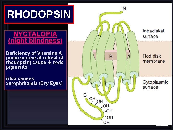 RHODOPSIN NYCTALOPIA (night blindness) Deficiency of Vitamine A (main source of retinal of rhodopsin) RHODOPSIN NYCTALOPIA (night blindness) Deficiency of Vitamine A (main source of retinal of rhodopsin)