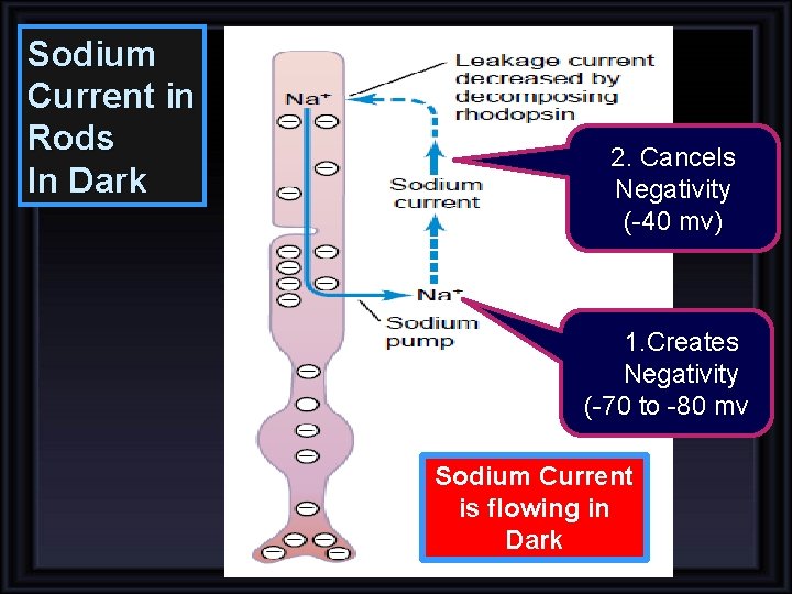 Sodium Current in Rods In Dark 2. Cancels Negativity (-40 mv) 1. Creates Negativity Sodium Current in Rods In Dark 2. Cancels Negativity (-40 mv) 1. Creates Negativity