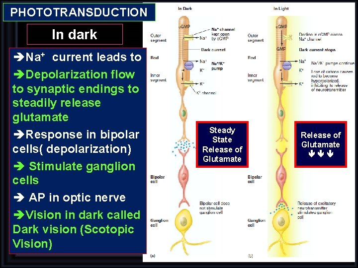 PHOTOTRANSDUCTION In dark èNa+ current leads to èDepolarization flow to synaptic endings to steadily PHOTOTRANSDUCTION In dark èNa+ current leads to èDepolarization flow to synaptic endings to steadily