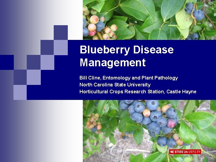 Blueberry Disease Management Bill Cline, Entomology and Plant Pathology North Carolina State University Horticultural