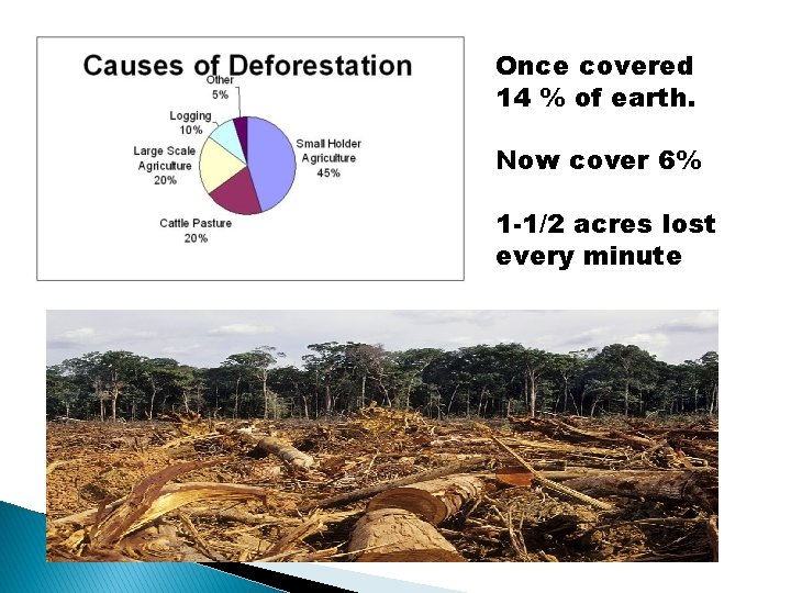 Once covered 14 % of earth. Now cover 6% 1 -1/2 acres lost every Once covered 14 % of earth. Now cover 6% 1 -1/2 acres lost every