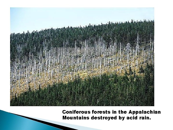 Coniferous forests in the Appalachian Mountains destroyed by acid rain. Coniferous forests in the Appalachian Mountains destroyed by acid rain.