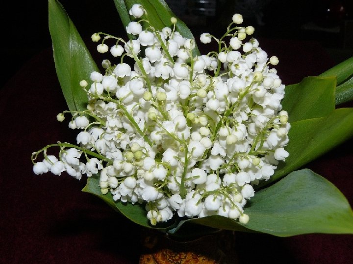 Je vous envoie ce petit brin de muguet pour qu'il vous porte bonheur. Je