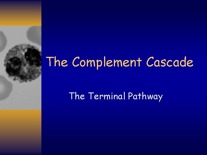 The Complement Cascade The Terminal Pathway 