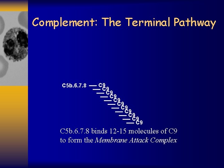 Complement: The Terminal Pathway C 5 b. 6. 7. 8 C 9 C 9