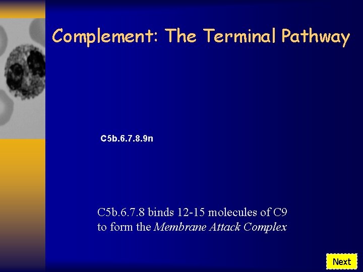 Complement: The Terminal Pathway C 5 b. 6. 7. 8. 9 n C 5