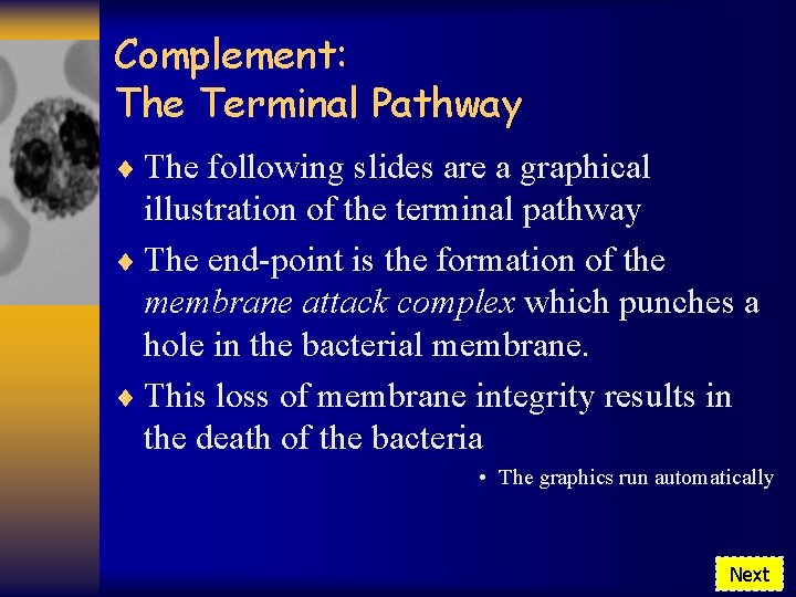 Complement: The Terminal Pathway ¨ The following slides are a graphical illustration of the