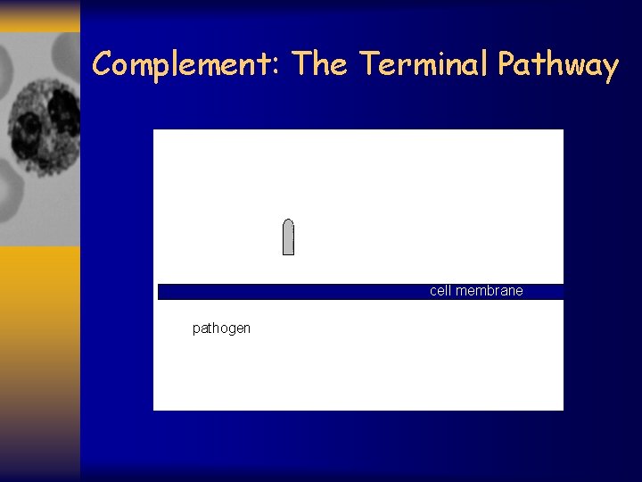 Complement: The Terminal Pathway cell membrane pathogen 