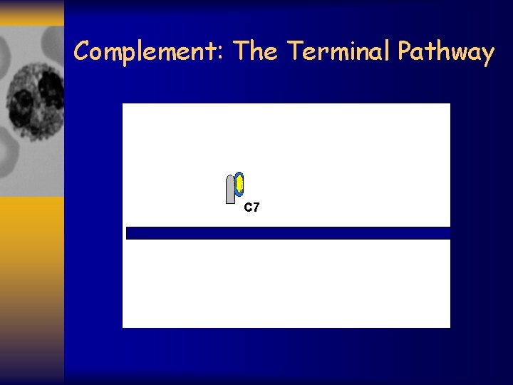 Complement: The Terminal Pathway C 7 