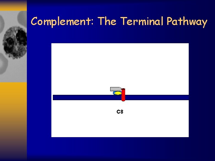 Complement: The Terminal Pathway C 8 