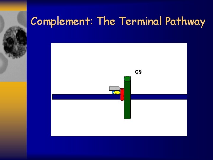 Complement: The Terminal Pathway C 9 