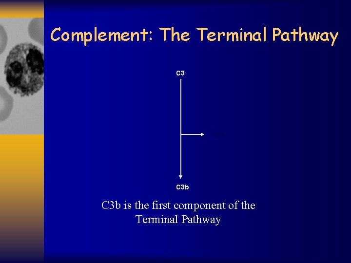 Complement: The Terminal Pathway C 3 a C 3 b is the first component