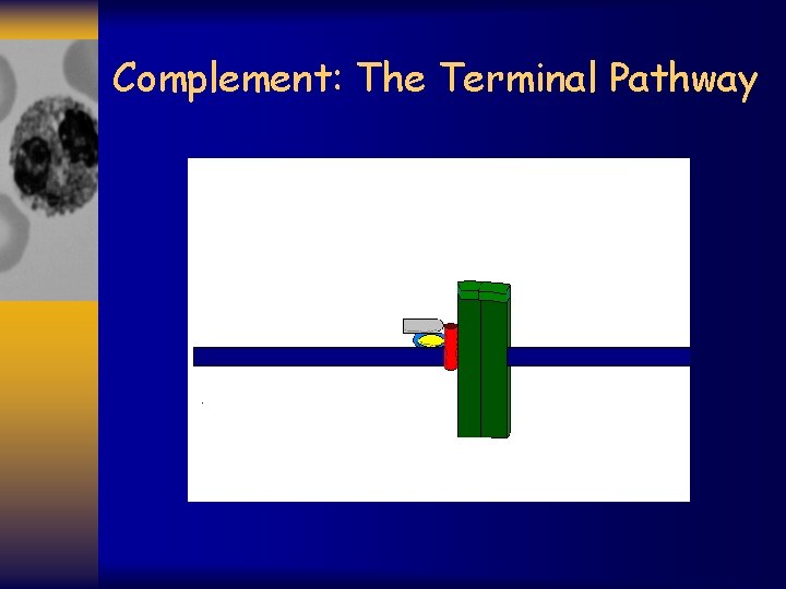 Complement: The Terminal Pathway 